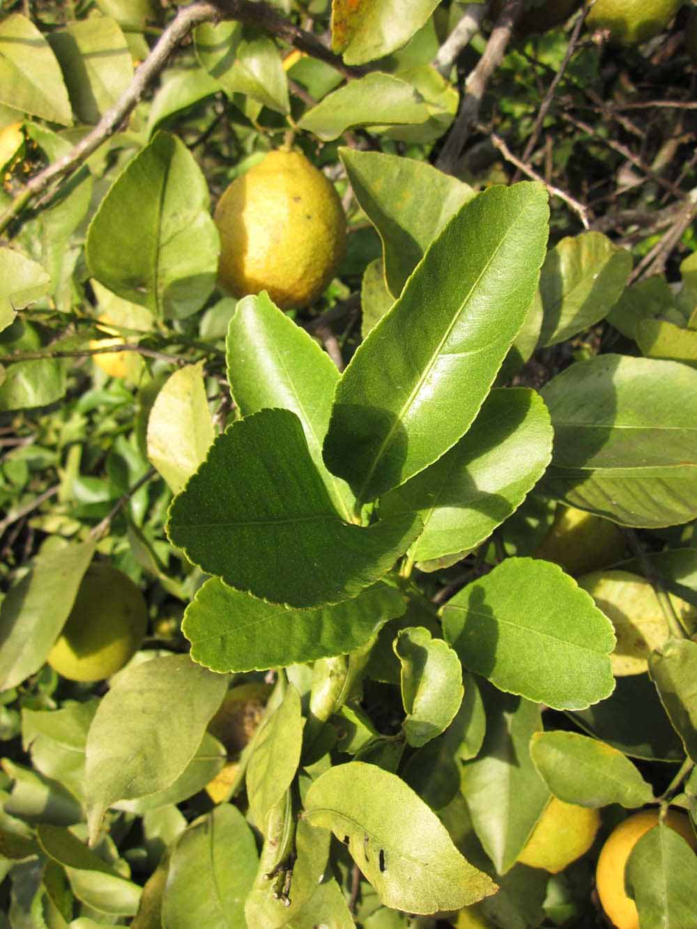            Sun leaves (Todo del Ano, Winter Haven, FL)   